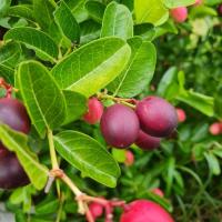 ราคา มะม่วงหาว มะนาวโห เก็บสดใหม่ ปลอดสารเคมี 100 % (28937554797)