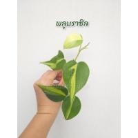 ราคา พลูบราซิล ต้นไม้มงคล (ขายแบบกิ่งตัดสด 1 กิ่ง) (15552470631)