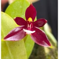 ราคา เอื้องเขากวางอ่อนดอกแดง (41657631401)