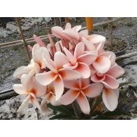 ราคา ต้นลีลาวดีสีโอโรส รุ่งศิริโชค (23412852775)