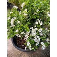 ราคา ค้นแก้วแคระพวงมณี แก้วแคระ ดอกหอม กระถาง 6” 8” 11” (29732556096)