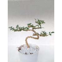 ราคา ต้นมะสังดัด บอนไซ ไม้ดัด Feroniella lucida (Scheff.) Swingleไม้ยืนต้นที่นิยมนำมาทำไม้ดัดเพื่อความสวยงาม สูง17ซม. (5651518664)