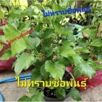 ราคา *(พร้อมส่ง1-2วัน) ต้นหม่อน หรือมัลเบอรี่ กระถาง 11 นิ้ว(จัดส่ง1-2วัน) (18070667696)