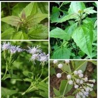 ราคา ต้นสาบเสือ ขายทั้งต้นติดราก ชุดล่ะ10ต้น (9905322154)