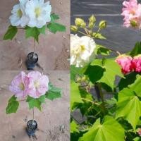 ราคา ต้นพุดตานไทย ไม้ประดับดอกเปลี่ยนสีได้ ดอกใหญ่ (25461021085)