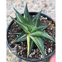ราคา ฮาโวเทีย(ม้าเวียนด่าง)Haworthia Limifolia Variegated ไม้อวบน้ำ “ต้นตามภาพเลยนะคะ” (14814366599)