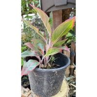 ราคา ต้นแสงเงินแสงทองพร้อมกระถาง (11004610293)