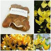 ราคา ซื้อ 1 ชุดแถม 1 ชุด เมล็ดพันธุ์ทองกวาวสีเหลือง Bastard teak ดอกจานเหลือง พันธุ์ไม้พระราชทาน ไม้ล้อม 50 เมล็ดแถม 50 เมล็ด (3331382454)
