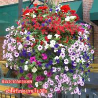 ราคา Petunia Seed Flower Seed 1000 แคปซเมล็ดพันธุ์พิทูเนียแท้ 100% คุณภาพ เมล็ดเมล็ดพันธุ์ดอกไม้พิทูเนีย ๆ (13452651218)