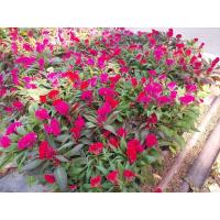 ราคา ต้นหงอนไก่พร้อมปลูกลงดินอยู่ในกระถางหรือถุง 6 นิ้ว (6718882489)