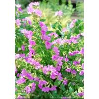 ราคา ต้นหลิวม่วง ต้นหลิวแคระ หรือ หลิวใต้หวัน ส่งทั้งกระถาง ทรงพุ่มแน่นๆสวยๆ (20084070911)