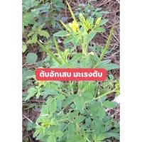 ราคา ผักเสี้ยนผี สมุนไพรไทย 1000 กรัม (26185916478)