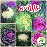 ราคา เมล็ดผักคะน้าปูเล่ ปูเล่ คะน้าประดับ (26917833349)