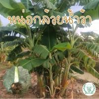 ราคา หน่อกล้วยน้ำว้าพันธุ์มะลิอ่องต้นสวยให้ผลผลิตสูง ราคาสูดคุ้ม(สั่งขั้นต่ำ5หน่อ) (8448826405)