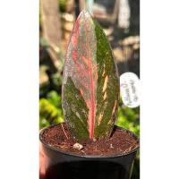 ราคา ❤️❤️กวักมรกตดำด่างชมพู ใบชำ ลายสวยๆ❤️❤️(No 8) (26456247341)