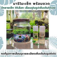 ราคา Marimo มาริโมะ พร้อมขวดโหลแก้ว เซ็ทพร้อมเลี้ยง มีชุดบำรุง #00 (22381283734)