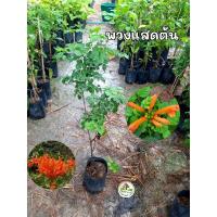 ราคา ต้นพวงแสดต้น พวงแสดต้น ดอกสีส้ม (25182721345)