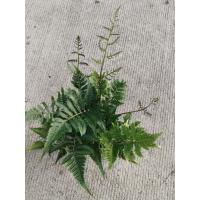 ราคา เฟิร์นเทพพนม Heterogonium pinnatum (Copel.) Holttum (28188350099)