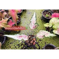 ราคา บวรรัตนโกสินทร์(บอนเก่าใบยาวสวย) (23336889220)