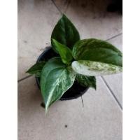 ราคา ต้นโชคเก้าชั้นด่างลายกระจาย (10435305513)