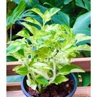 ราคา ต้นกวักทอง กวักเงินกวักทอง กวักราชินีใบด่าง นกน้อยนำโชค ไม้มงคล เรียกทรัพย์ ส่งพร้อมกระถาง6” (11918606545)