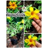 ราคา ต้นบานบุรีใบเงิน บานบุรีใบเงิน บานบุรีแคระ (29457399467)