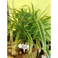 ราคา เศรษฐีเรือนนอก ไม้ประดับมงคล (11856835716)