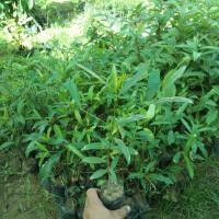 ราคา ต้นมั่งมี ขนาด 20-30 CM ( แพ็ค 3 ต้น ) (8661726389)