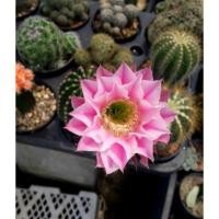 ราคา แคคตัส อิชินอป ไฮบริด แองเจิ้ล ดอกสีชมพู (Echinopsis Hybrid Angel) (3547542734)