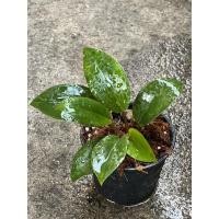 ราคา ต้นเรดคองโก หรือกุมารนาคเรียกทรัพย์ แข็งแรงรากเดินเต็มทุกต้น (12674720777)