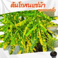 ราคา ต้นโกสน แซ่ม้า กระถาง 6 นิ้ว(ส่งพร้อมกระถาง) (26939558122)