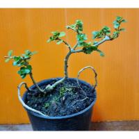 ราคา บอนไซ เพรมน่าไต้หวัน ใบละเอียดยิบ ราดโยง (11774432769)