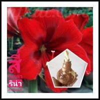 ราคา ว่านสี่ทิศคาริน่า 2ขนาดให้เลือก ว่านสี่ทิศฮอลแลนด์ ไม้หัว ว่านสี่ทิศสีแดง สี่ทิศคาริน่า (7959572478)