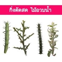 ราคา กิ่งตัดสด ยูโฟเบีย ไม้อวบน้ำ cactus&succulent (27027074119)