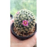ราคา แมมขนนกเหลือง ดอกชมพูMammillaria Schiedeana กระบองเพชร แคคตัส ไม้อวบน้ำ cactus&succulent (11524631283)