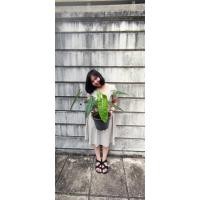 ราคา ฟิโลเดนดรอนก้านส้ม Philodendron billietiae ฟิโลก้านส้ม (13808765469)
