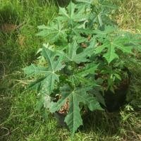 ราคา ผักไชยา คะน้าแม็กซิโก ผักไชยา รากแน่น พร้อมส่ง (2152379726)