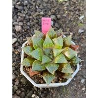 ราคา Haworthia Hybird Thailand กระถาง 3 นิ้ว (ส่งทั้งกระถาง) ไม้อวบน้ำ ต้นไม้ประดับ Succulnt Haworthia (22008258161)