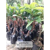 ราคา กิ่งทาบขนุนแดงสุริยา ต้นส่งสูง70-80ซม. (20191558042)