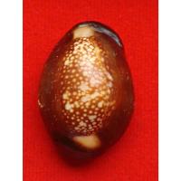 ราคา เบี้ยแก้ หลวงพ่อเกษม เขมโก รุ่นสุริยุปราคา ตะกรุดเงิน ปี 38 พร้อมกล่องเดิม (24720551494)