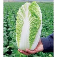 ราคา พันธุ์ผักกาดขาวปลี พันธุ์เบา (500เมล็ด) #พร้อมส่ง (22848444838)