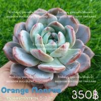 ราคา Orange Monroe ร้านใบบุญกุหลาบหินไม้อวบน้ำ Succulent Echeveria Haworthia lithop ฮาโวเทีย ไลทอป (14172977985)