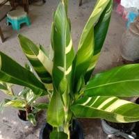 ราคา ต้นเบิร์ดพาราไดซ์ด่าง เบิร์ดพาราไดซ์ด่าง (4739224236)