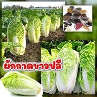 ราคา เมล็ดผักกาดขาวปลี พันธุ์เบาปลูกง่ายโตเร็ว (5063971819)