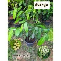 ราคา ต้นจำปูน จำปูน ไม้ไทยดอกหอม (26539408894)