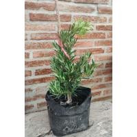 ราคา ต้นสนใบพาย ต้นสนหลิวอรหันต์ ต้นไม้มงคล ต้นสูง 40cm (24969382522)