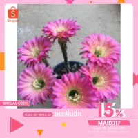 ราคา ใส่โค้ดMAID317ลดเพิ่มอีก Echinopsis Hybrid Angel อิชินอป แองเจิ้ล สีชมพู (4347132926)