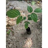 ราคา ต้นลิ้นฟ้าหรือเพกา พืชสมุนไพร (5081507957)