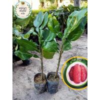 ราคา ต้นส้มโอทับทิมสยาม โปร 3ถุงขายส่งจากฟาร์ม (4380907064)