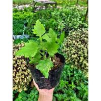 ราคา ต้นพันธุ์เก็กฮวย ดอกสีเหลือง พร้อมปลูกในถุงดำ 29 บาท ดอกสวยงาม ประดับ ทำชา อร่อย (11521014435)